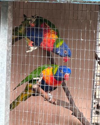 Pappagalli lori arcobaleno