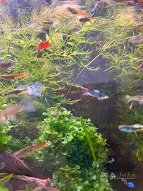 GUPPY MISTI SUPER ROBUSTI - Allevamento amatoria