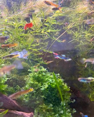 GUPPY MISTI SUPER ROBUSTI - Allevamento amatoria