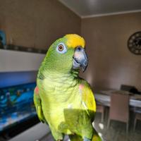 Amazzone fronte gialla