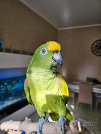 Amazzone fronte gialla