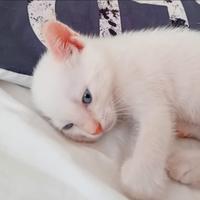 Gatto incrocio persiano