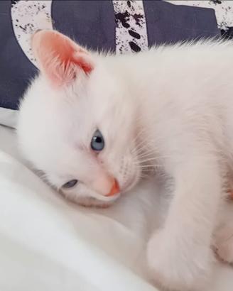 Gatto incrocio persiano