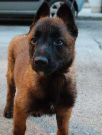 Cuccioli di malinois