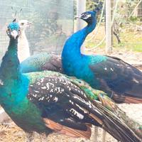 Pavoni varie colorazioni