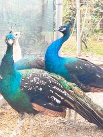 Pavoni varie colorazioni