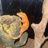 Gecko ciliatus