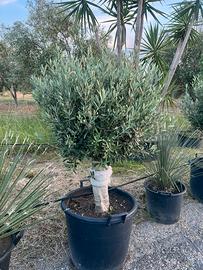 Ulivi piccoli per giardino o terrazzo
