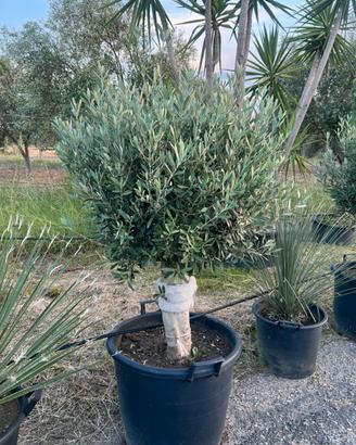 Ulivi piccoli per giardino o terrazzo