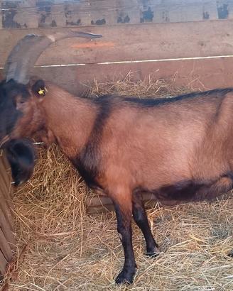 Caprone Camosciato delle Alpi