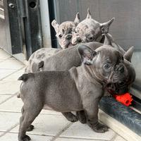 Bulldog francese