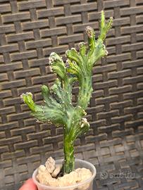 Cereus spegazzinii 