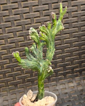 Cereus spegazzinii 
