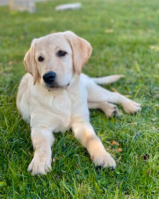 Cuccioli Labrador Retriever 4 mesi