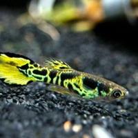 Endler tiger neocaridine e caridine