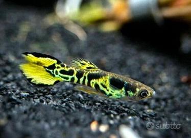 Endler tiger neocaridine e caridine