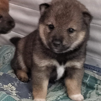 Shiba con PEDIGREE