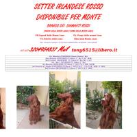 Setter irlandese per monte