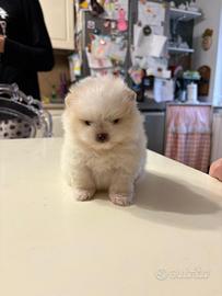 Volpino di Pomerania