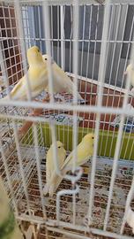 Canarini novelli 2026