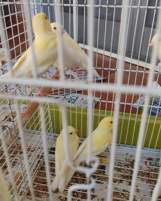 Canarini novelli 2026