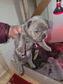 Bulldog francese