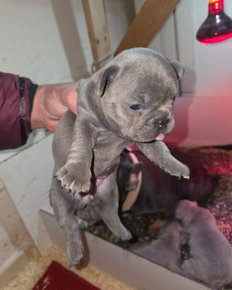 Bulldog francese