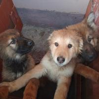 Lupetti cecoslovacchi