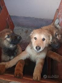 Lupetti cecoslovacchi