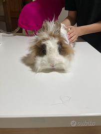 Cucciolo di coniglio