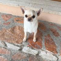 Chihuahua femmina