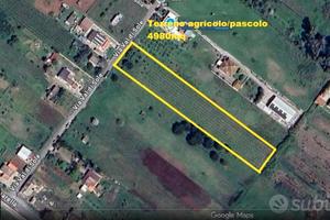 Nettuno Terreno agricolo/Pascolo