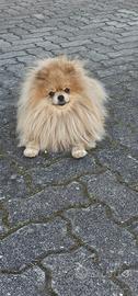 Pomerania femmina adulta
