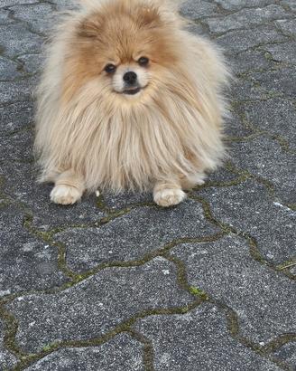 Pomerania femmina adulta