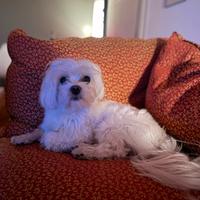 Supporto compiti estivi, baby-sitter, dog-sitter