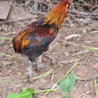 Gallo Auracana