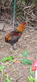 Gallo Auracana