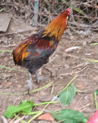 Gallo Auracana