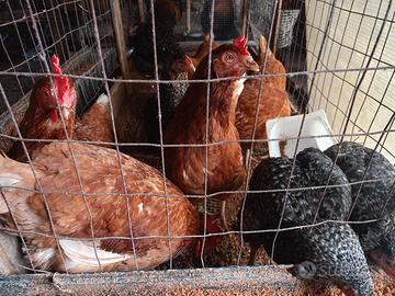 Galline ovaiole