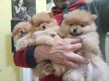 Spitz Pomerania cuccioli