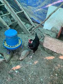 Galline nostrane miste