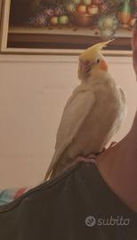 Calopsite di sei mesi allevato a mano docile