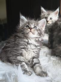 Maine Coon con pedigree