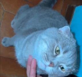 Gatto schottis