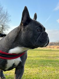 Bulldog Francese per Monta