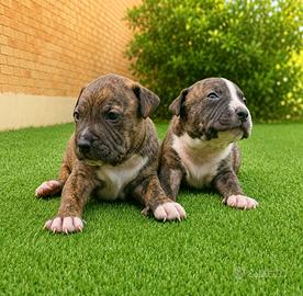 American pitbull terrier