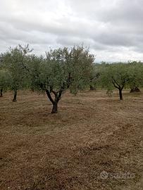 Terreno Agricolo con uliveto