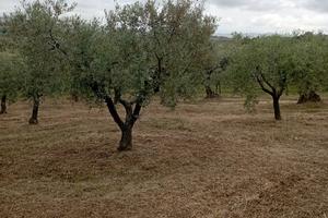 Terreno Agricolo con uliveto