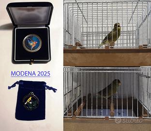 Canarini da canto Timbrado Classico