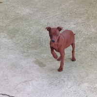 Cucciolo Pinscher nano maschio